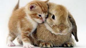 Beyza(Tavşanlar ve Kediler)